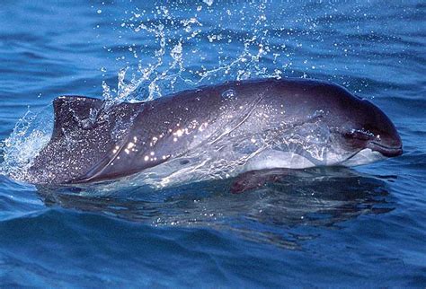 Harbor Porpoise Animal Unique In The World