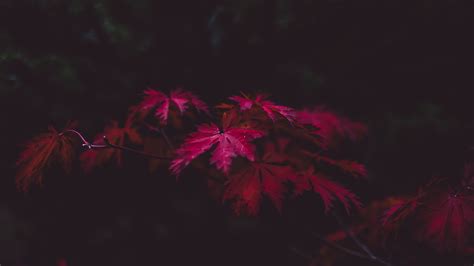Red Leaves 4k Hd Nature 4k Wallpapers Images