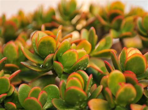 Crassula Ovata Hummel S Sunset Golden Jade Tree World Of Succulents Crassula Ovata Jade