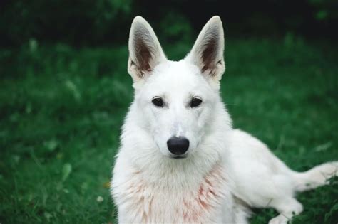 White German Shepherds All You Need To Know
