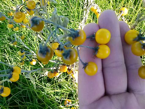 The plant stem usually bears a solitary flower, but occasionally a cluster of flowers. Are These Weeds In My Pasture Toxic To Goats?