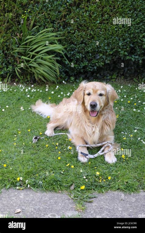 Male Golden Retriever Hi Res Stock Photography And Images Alamy