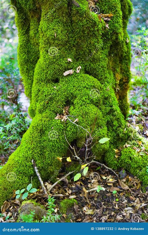 The Tree Is Covered With Moss Stock Photo Image Of Beautiful Design
