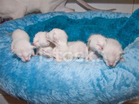Newborn Siamese Kittens Stock Photos