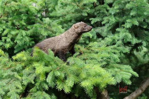 Wildlife Photography Weasels Mustelidae Jeff Wendorffs Photography