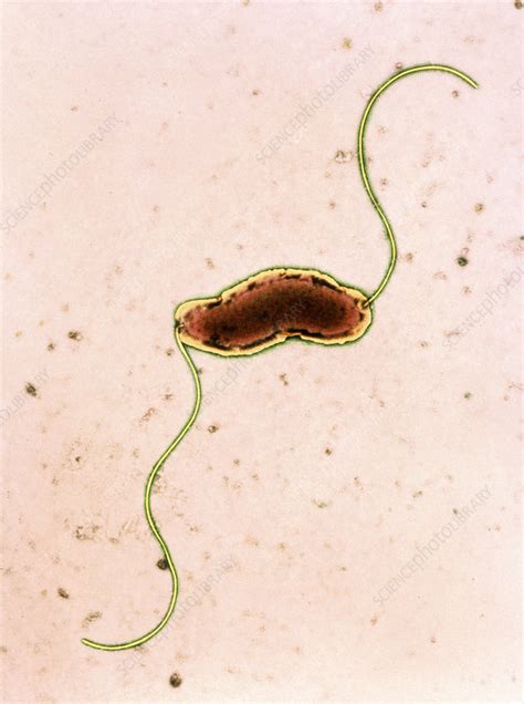 Campylobacter Jejuni Bacterium Stock Image B2200548 Science