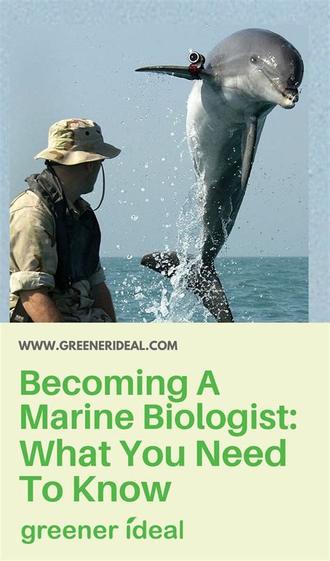 Becoming A Marine Biologist What You Need To Know Marine Biology