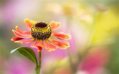Flower Background Single Hazy Flowers Wallpapers Backgrounds