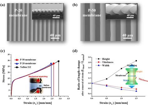 Bei einem zu hohen wassergehalt im brenngas kann der phosphorsäureaustrag aus der membran problematisch werden. (a,b) SEM images of a Nafion membrane imprinted with a ...