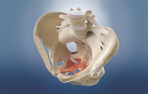 Related online courses on physioplus. Pelvis anatomy | How It Works Magazine