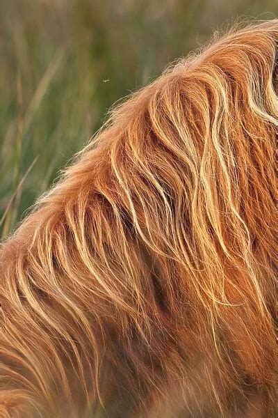Photo Mug Of Highland Cattle Close Up Of Hairy Coat Norfolk