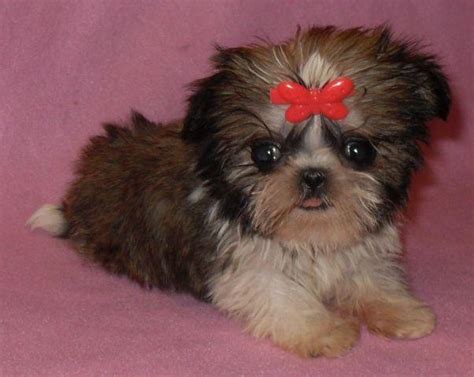 (federal way) pic hide this posting restore restore this posting. TEACUP Gold & White AKC Shih Tzu Female - DAPHNIE for Sale ...