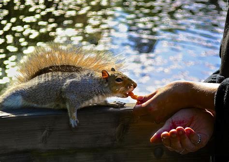 Hungry Squirrel Photograph By Brian Smith Fine Art America