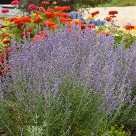 Denim N Lace Russian Sage 1 Gallon Container Grimms Gardens