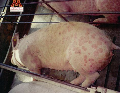 Erysipelas Swine Diseases