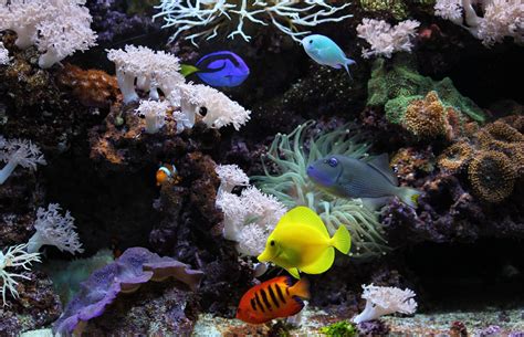 Underwater Aquarium Fish Coral High Resolution Images Hd Desktop