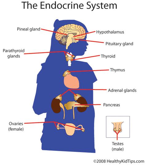 Organ Systems