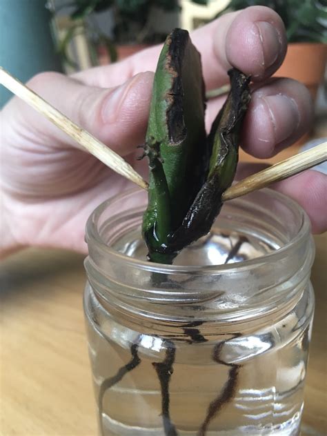 Most flowers have one or two cotyledons, while conifers usually have multiple cotyledons. houseplants - Mango seedling has stem and leaves but no ...