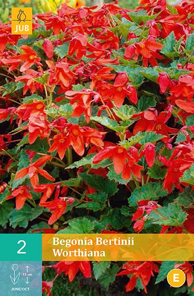 Begonia Bertinii Worthiana Fitoagrícola