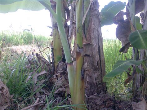 Cacahan Batang Pisang Untuk Unggas Ardhi Borneo Gemilang