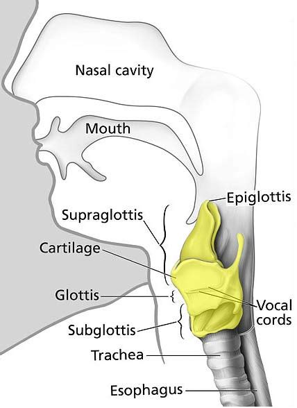 Which Structure Contains The Vocal Cords Is This A Part Of The