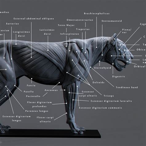 Okay And Here Is The Labeled Version Of The Big Cat Muscle Study I