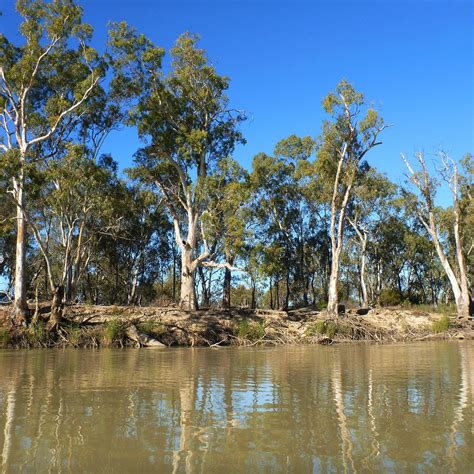 Murray River National Park Berri 2022 What To Know Before You Go