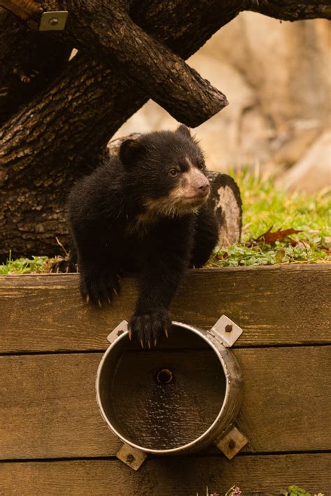 Andean Bear Cubs At National Zoo Named Wtop News