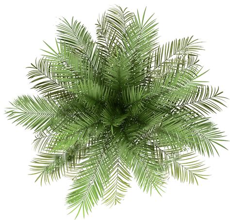 Palm Tree Top View Png Indoor Plant Top View Png Transparent Png My