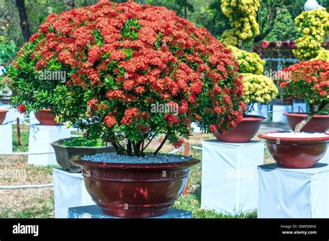 Ixora Or Jungle Flame Blooms In Bonsai Tree Spring Morning Really
