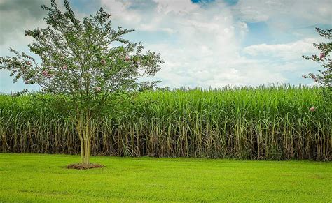 I've been walking back and forth between dias farm, old dandelion, and northern wheat plantation but they dont seem to be connecting. sugarcane, cane field, raw sugar, crop, agriculture, sugarcane plantation, sugar, sweet ...