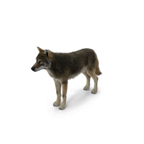 We did not find results for: Wolf PNG Images Transparent Free Download | PNGMart.com