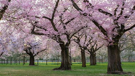 Photos Sakura Decorative Cherry Spring Nature Parks 1920x1080