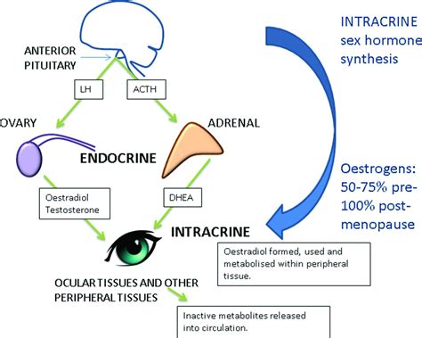 Local Synthesis Of Sex Hormones Are There Consequences For The Ocular