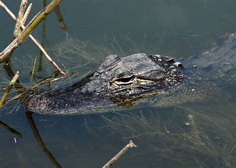 File:Alligator mississippiensis juvenile.jpg - Wikimedia Commons