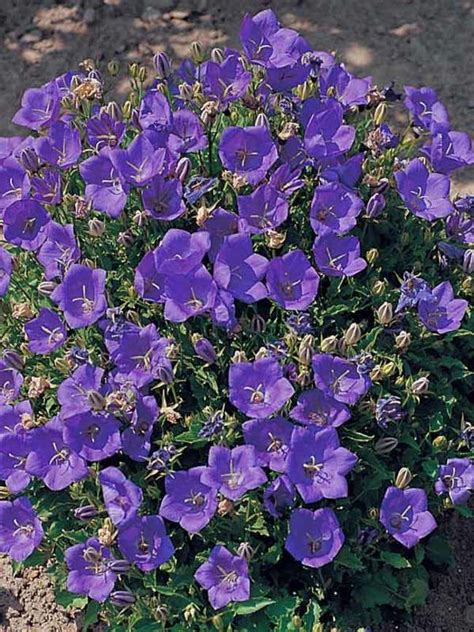 Campanula Deep Blue Bluestone Perennials Shade Plants Black