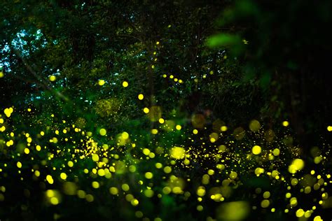 Firefly Night At Olivers Woods Indiana Wildlife Federation