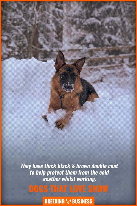 20 Dog Breeds That Love Cold Weather And Snow And Why