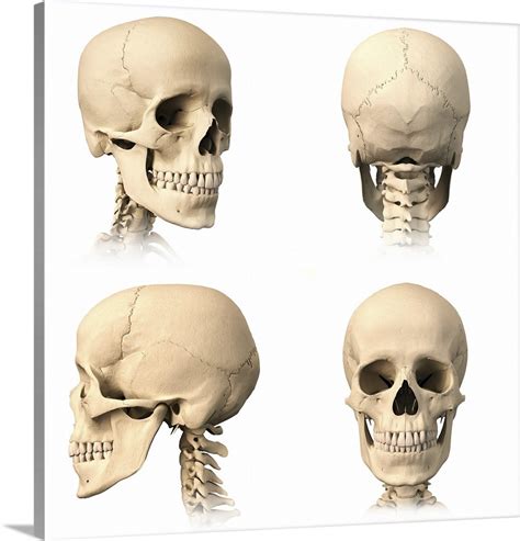 These layers of back muscles help to mobilize and stabilize your trunk during your day to day activities. Anatomy of human skull from different angles Wall Art ...