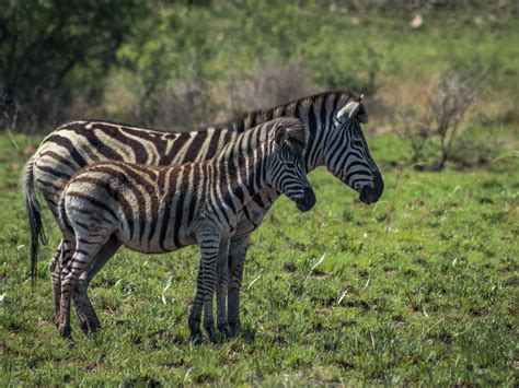 Mirrored There Are Two Species Of Zebra In Southern Africa The