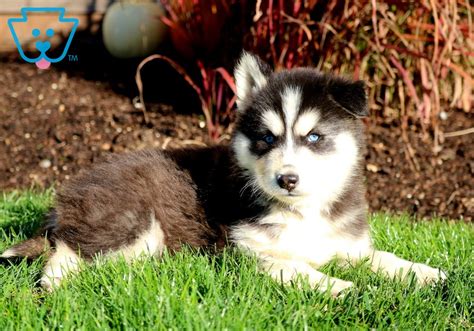 A typical gerberian shepsky puppy (male) will weigh approximately 10 pounds at one month of age and will have quadrupled that by the time he is four months old. Dylan | Gerberian Shepsky Puppy For Sale | Keystone Puppies