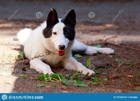 Yakutian Laika Dog Breed Cute Of Animals