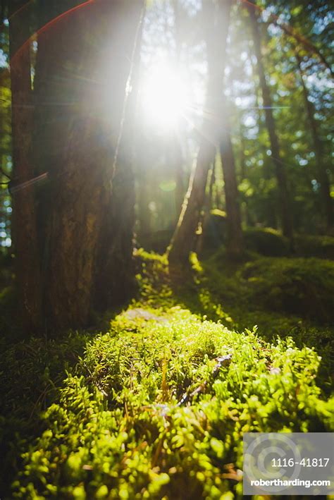 Sunlight Streaming Through Cedar Trees Stock Photo