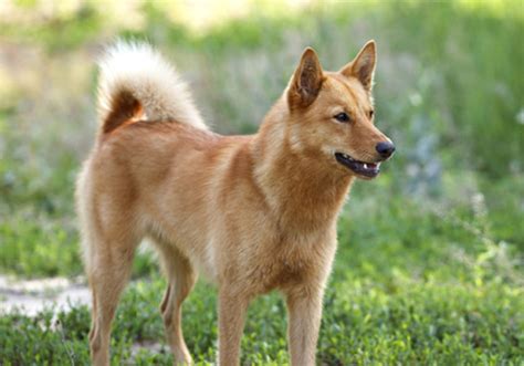 Finnish Spitz Dog Breed Characteristic Daily And Care Facts