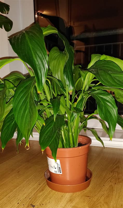 Peace lily) likes the same conditions it has in nature, including air humidity and soil moisture, and you can achieve both with correct watering. Peace lily wilting even after watering, no root bound ...