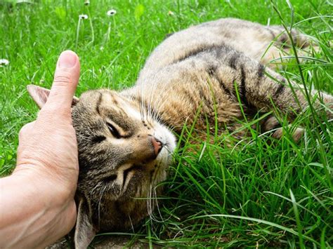 A happy cat will use their litter box and is usually more forgiving if its maintenance isn't quite up to snuff. How to Convert an Outdoor Cat Into a Happy Indoor Cat ...