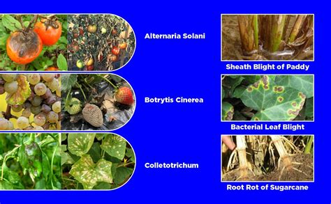 Ampelomyces Quisqualis Bio Fungicide Katyayani Organics