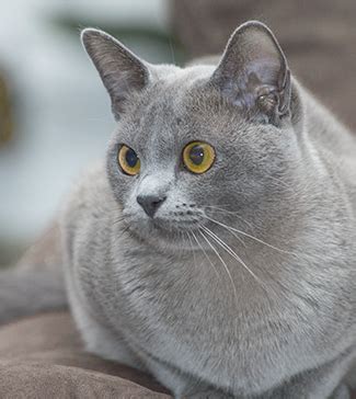 The most common burmese cat material is ceramic. Damali Burmese - Cats