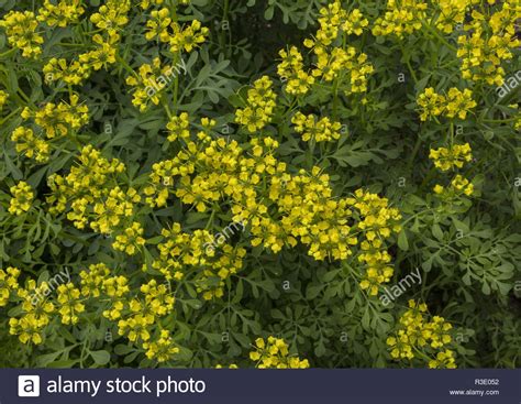 Common Rue Ruta Graveolens In Flower In Herb Garden Stock Photo Alamy