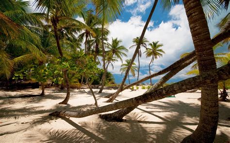 Nature Landscape Palm Trees Beach Sand Tropical